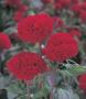 Seminte profesionale Celosia cristata - Creasta cocosului - imagine 48932